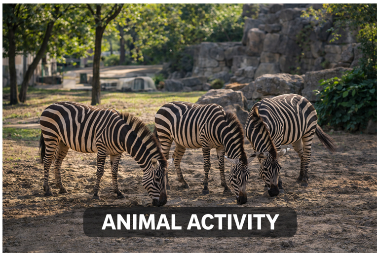 Animals active in their enclosure at Budapest Zoo