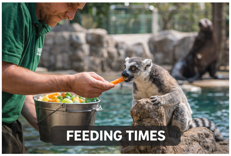 Animal feeding time at Budapest Zoo